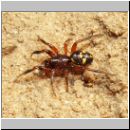 Steatoda phalerata - Kugelspinne 01.jpg
